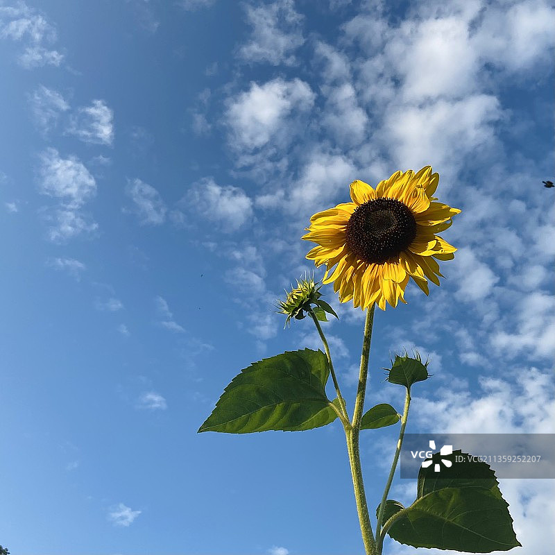 天空背景下的向日葵仰视图片素材