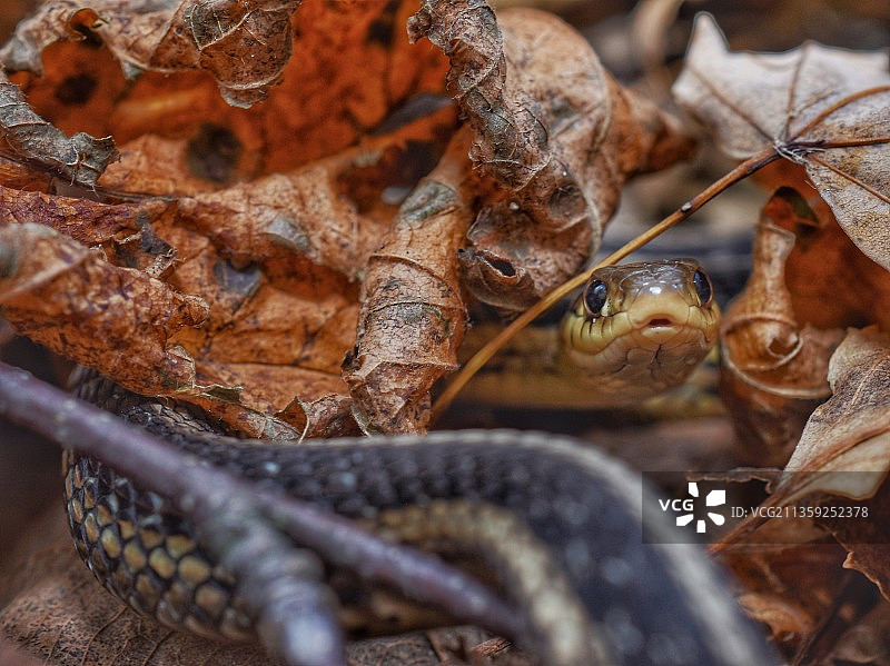 干树叶特写图片素材