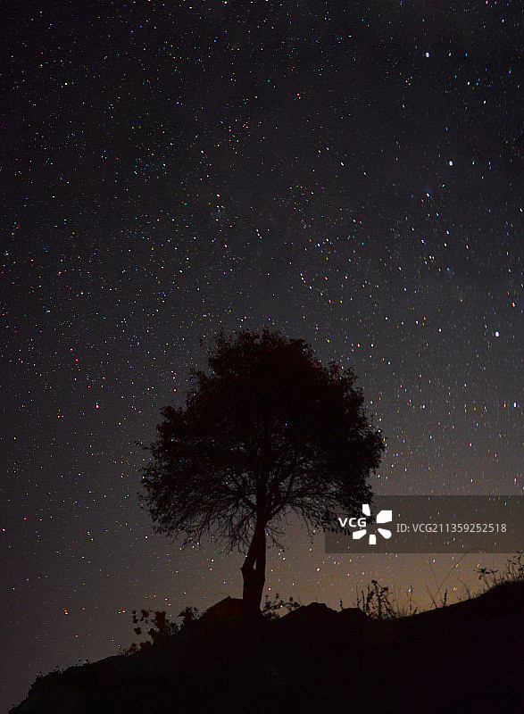 夜空下树木剪影仰视图图片素材