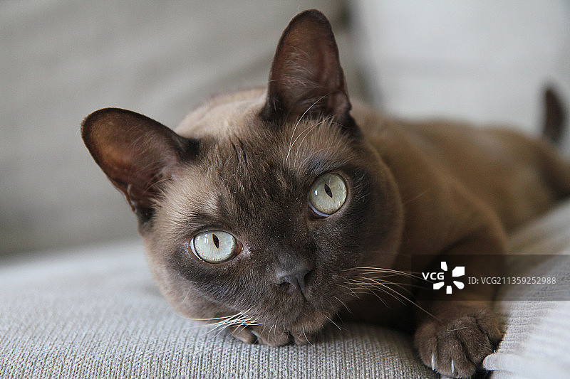 在德克萨斯州奥斯汀家中沙发上休息的猫特写图片素材