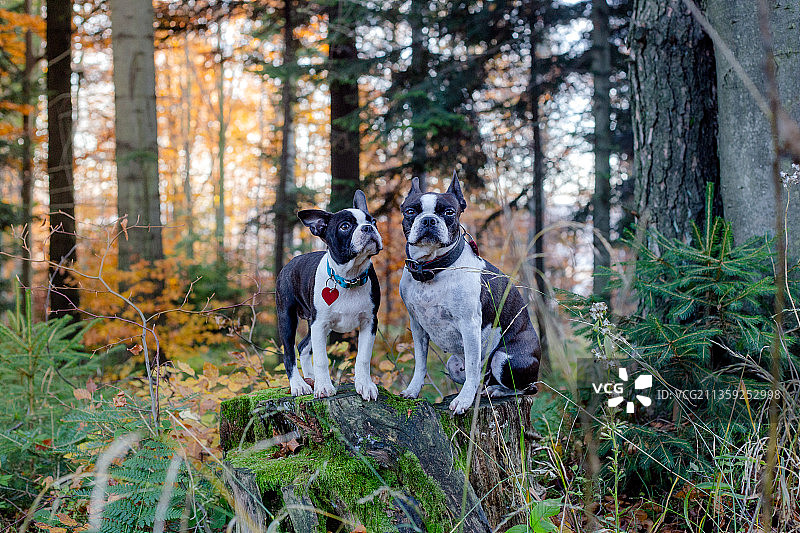 两只狗坐在波兰贝斯基德·马科夫斯基森林里图片素材