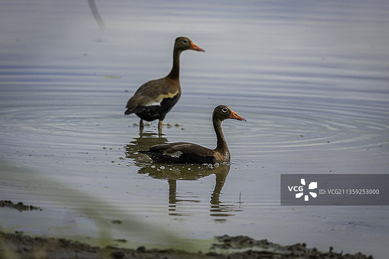 两只鸭子，蓬塔雷纳斯省，帕里塔，哥斯达黎加图片素材