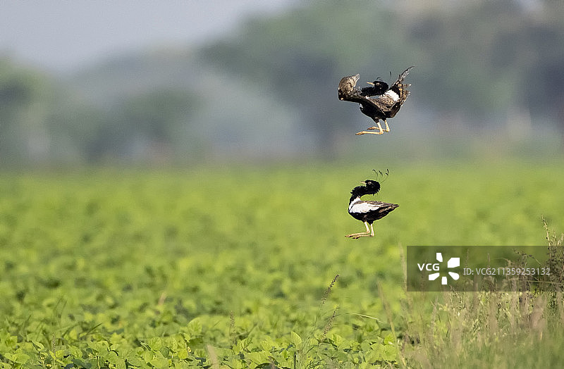 湿地景观图片素材