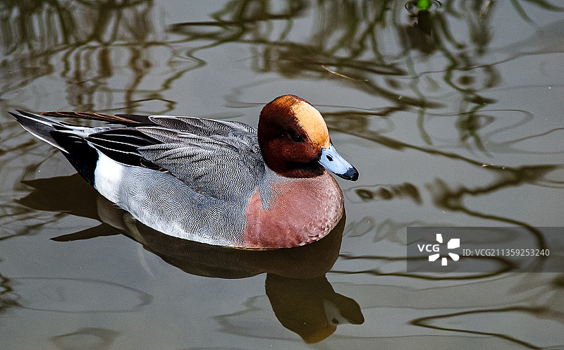 在湖中游泳的环颈鸭欧洲针尾鸭特写，荷兰鹿特丹图片素材