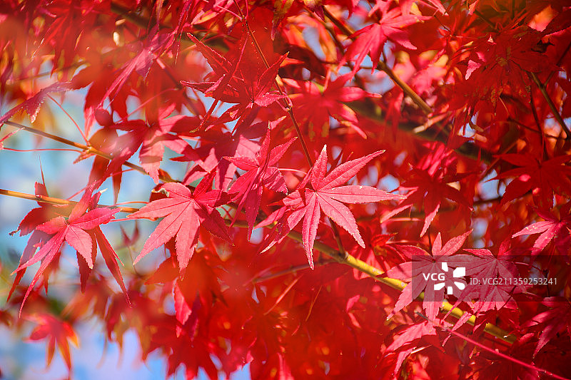 枫叶树上特写，日本图片素材