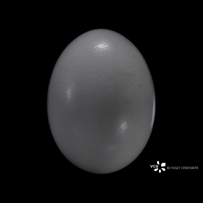 候鸽（旅鸽，野鸽）- 蛋图片素材