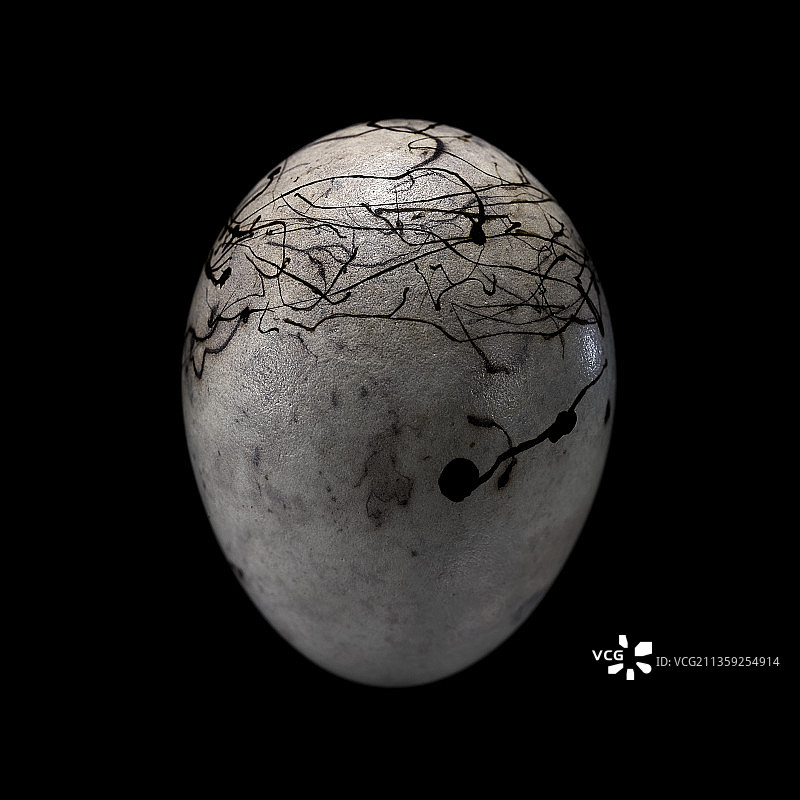 崖鹀的蛋图片素材