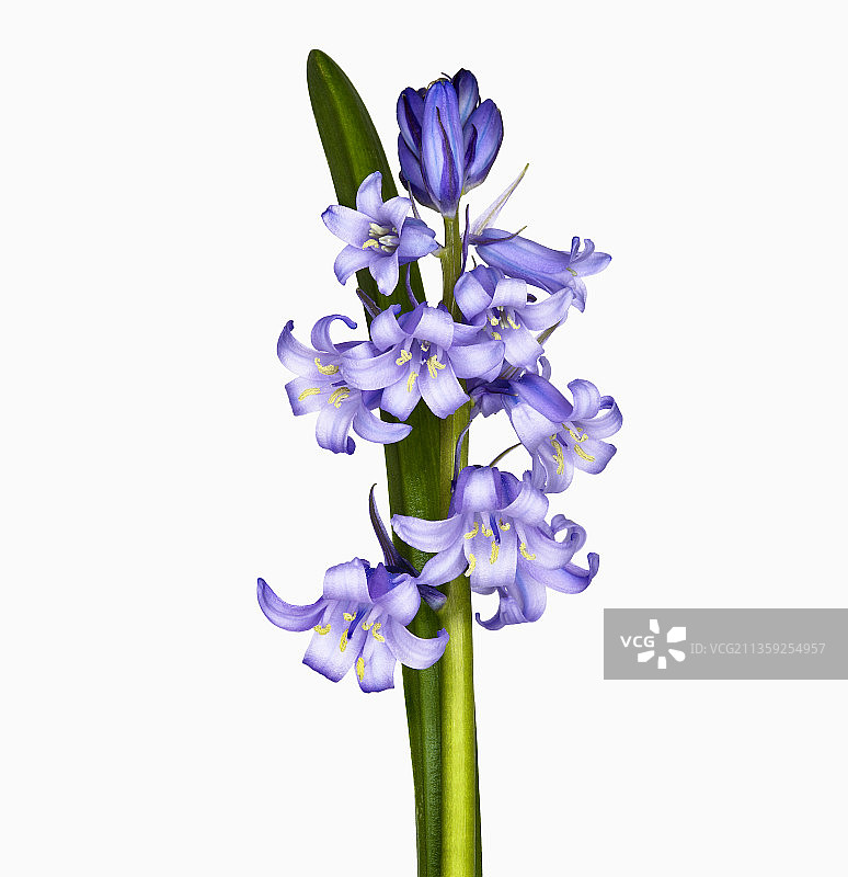 风信子图片素材