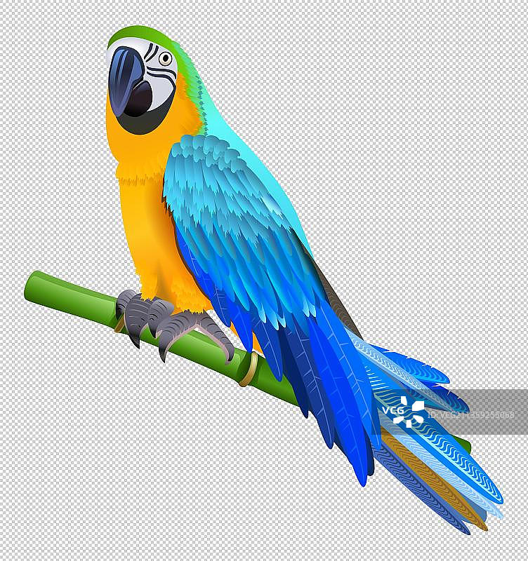 卡通站在竹子上的鹦鹉图片素材