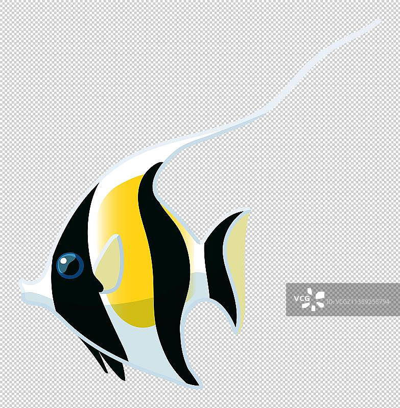 奇特的条纹热带鱼图片素材