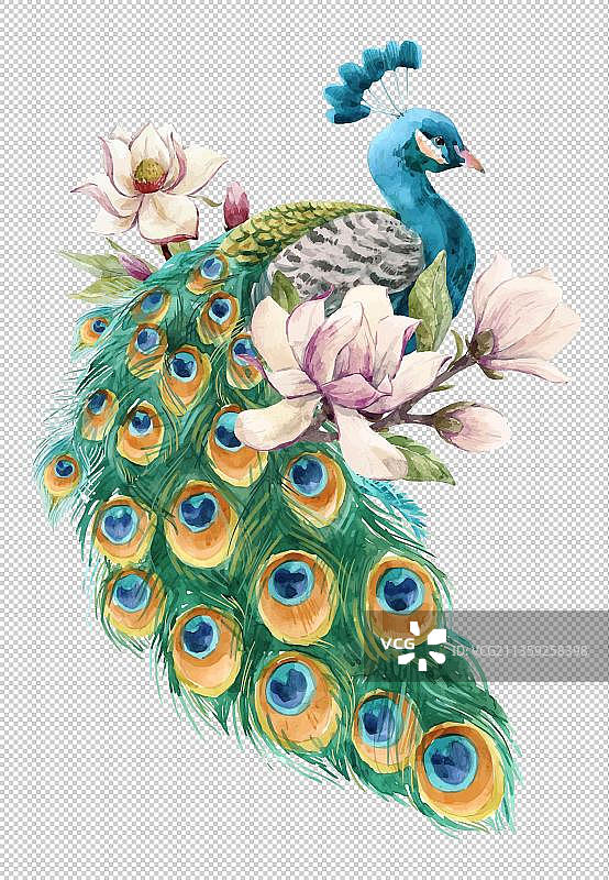 孔雀鲜花花枝图片素材