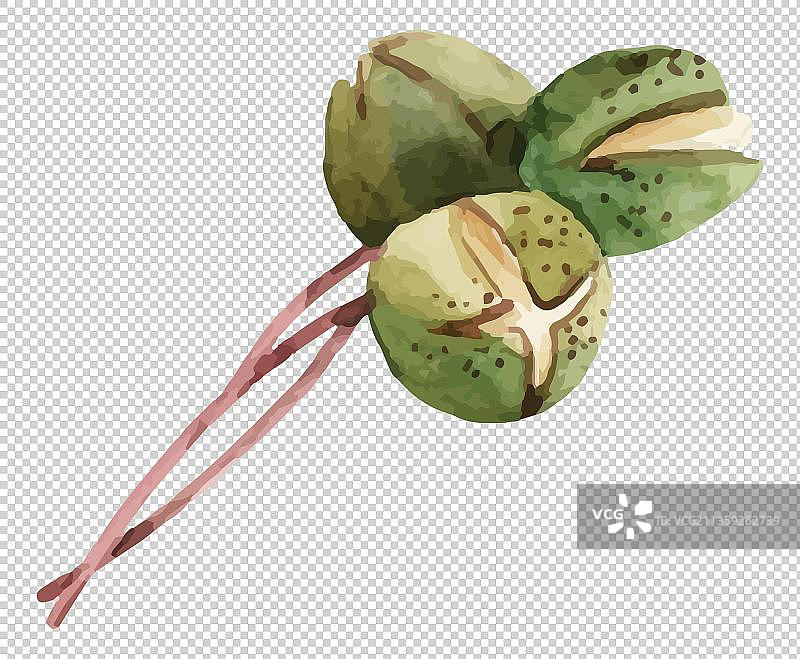 椰子图片素材