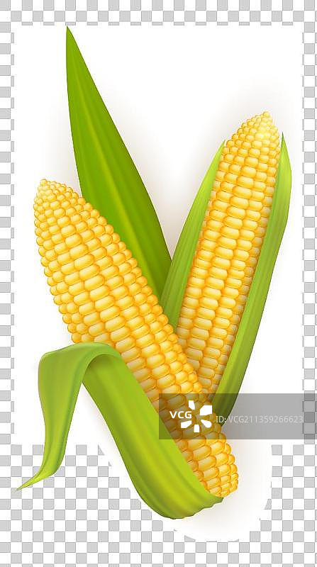 两根带壳的玉米元素图片素材