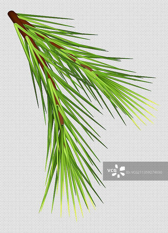 卡通细腻的雪松元素图片素材