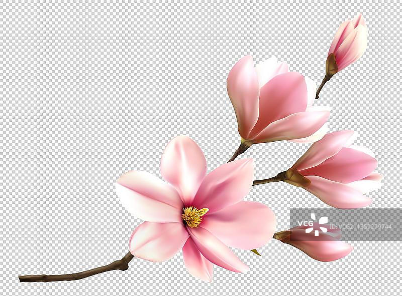 粉色樱花图片素材