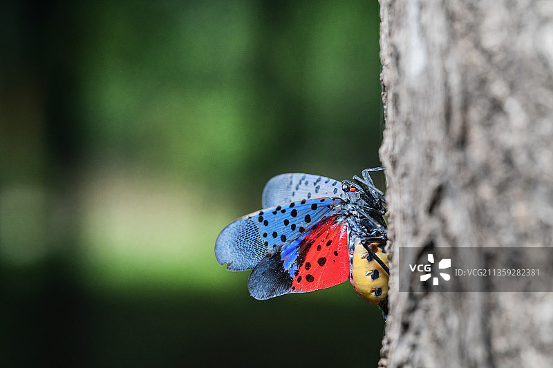 斑衣蜡蝉图片素材