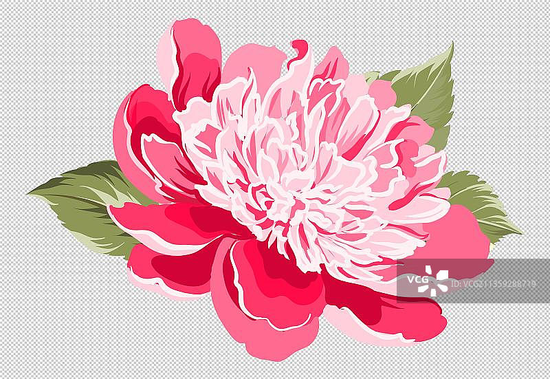 一朵粉色的月季花图片素材