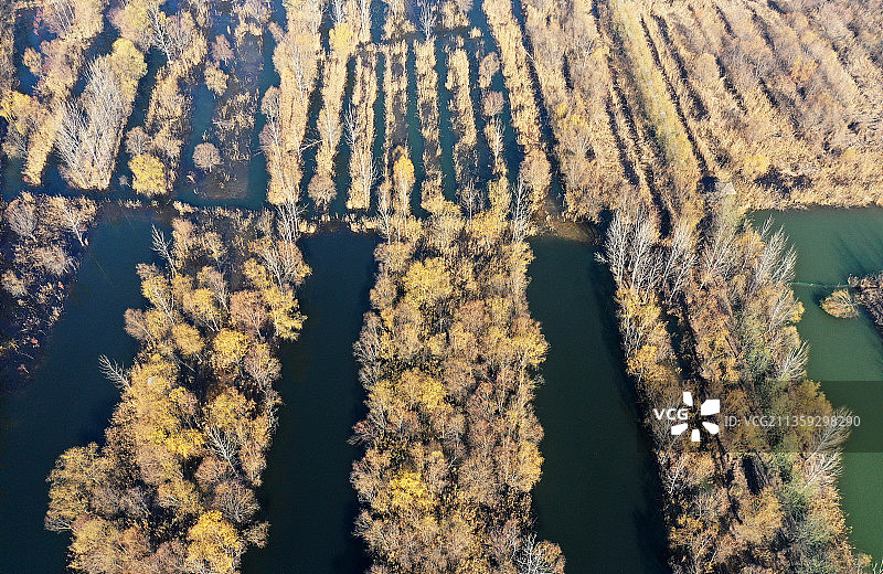 山东枣庄滕州市微山湖湿地公园初冬美景图片素材