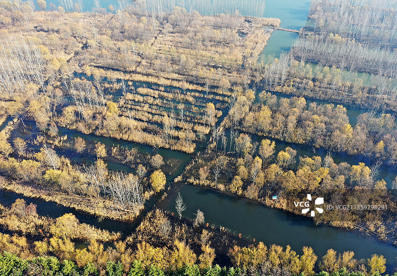 山东枣庄滕州市微山湖湿地公园初冬美景图片素材