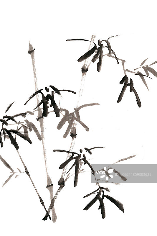 挺拔的竹子图片素材