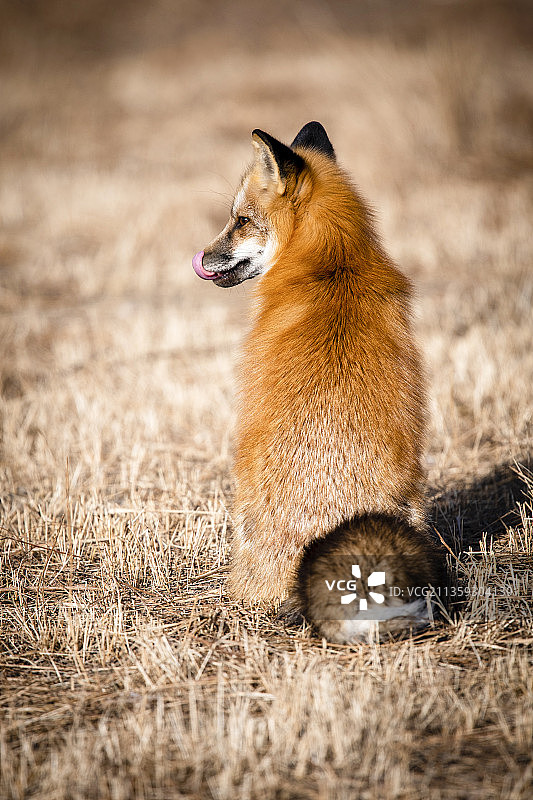 狐狸野生动物机灵聪明图片素材