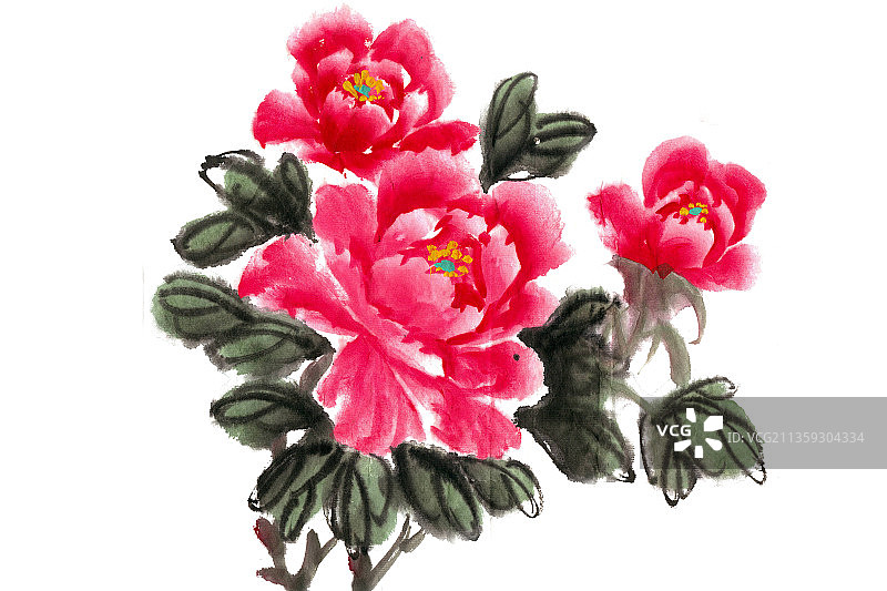 盛开的牡丹花图片素材