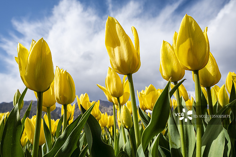 郁金香花语荷兰国花图片素材