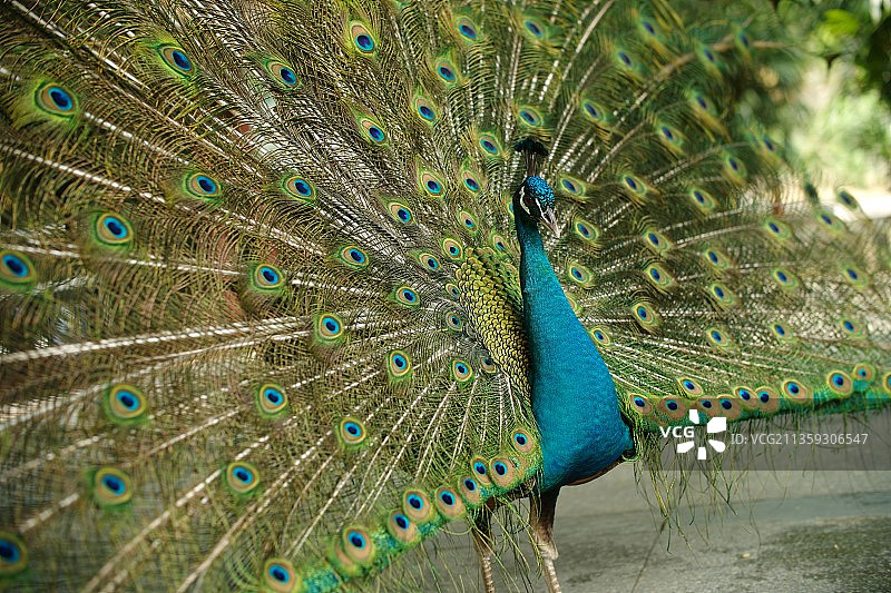 孔雀开屏图片素材