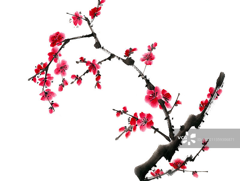 盛开的梅花图片素材