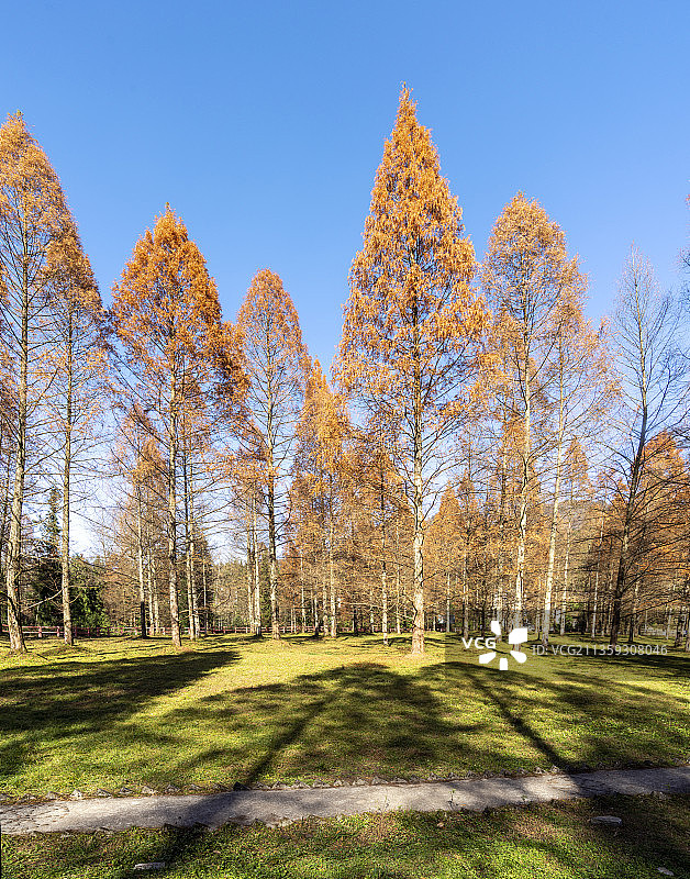 植物活化石水杉的故乡：湖北利川小河水杉种苗基地初冬景色图片素材
