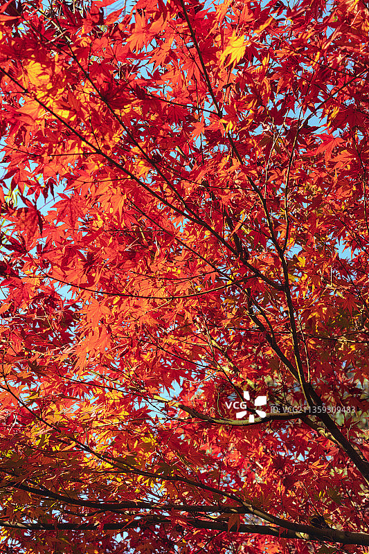 枫叶红了图片素材