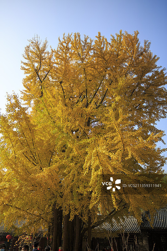 银杏树，秋天，潭柘寺图片素材