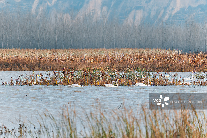 河南省三门峡市大天鹅图片素材