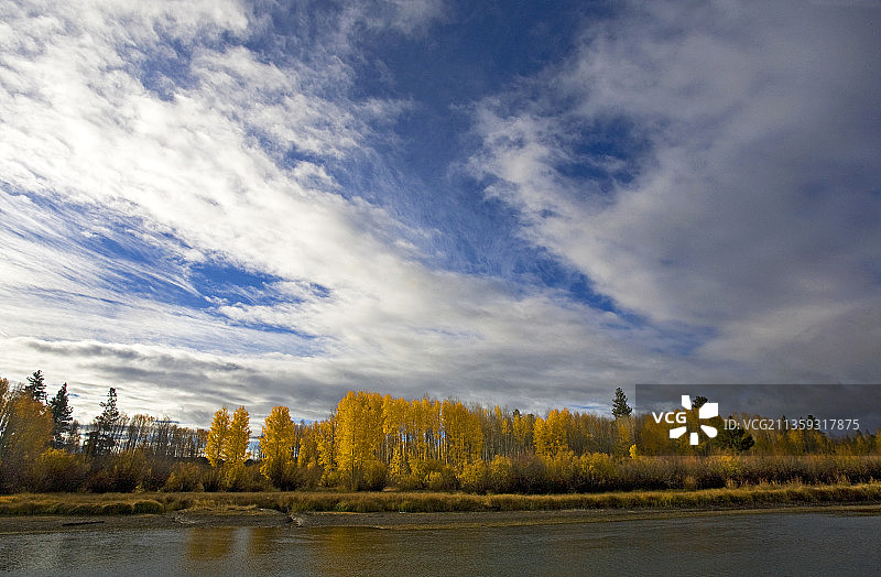 秋季的白杨树图片素材