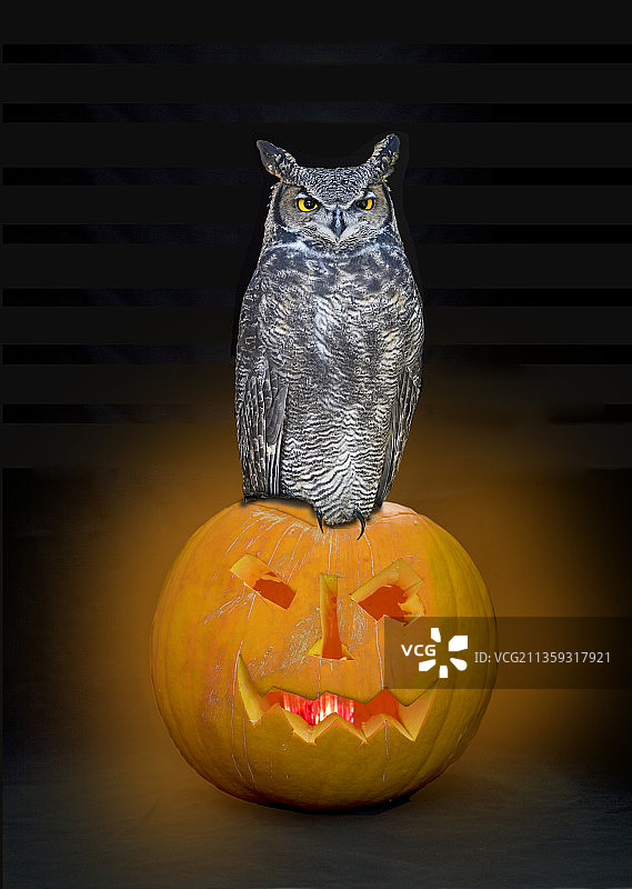 猫头鹰和南瓜图片素材