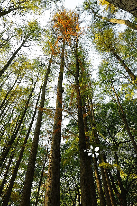杉树林图片素材