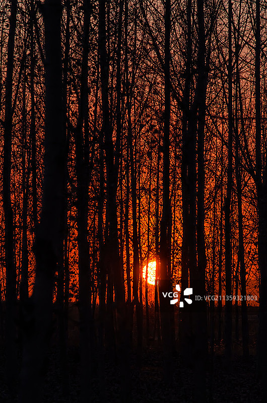 中国山东泰安大汶河河畔傍晚的夕阳和杨树林图片素材