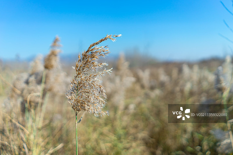 中国山东泰安大汶河河畔的芦苇图片素材