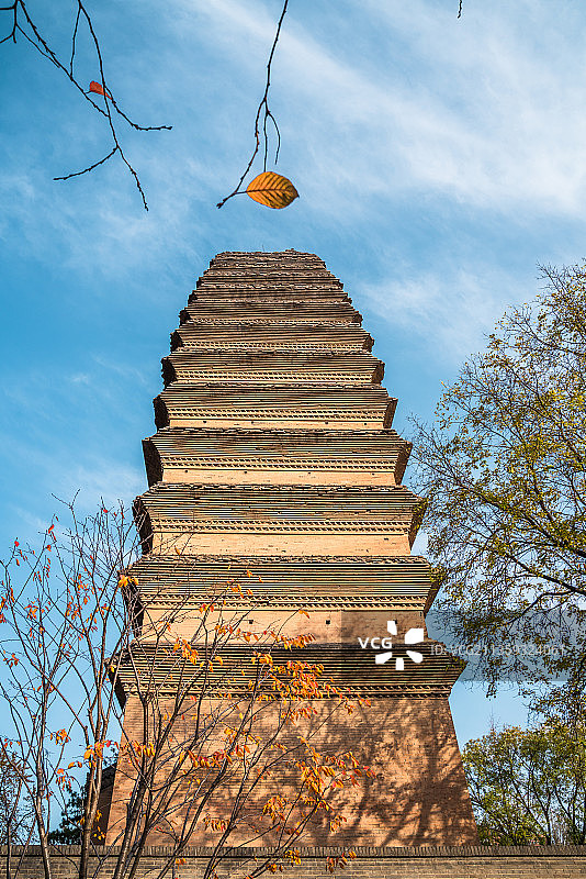 塔与叶图片素材