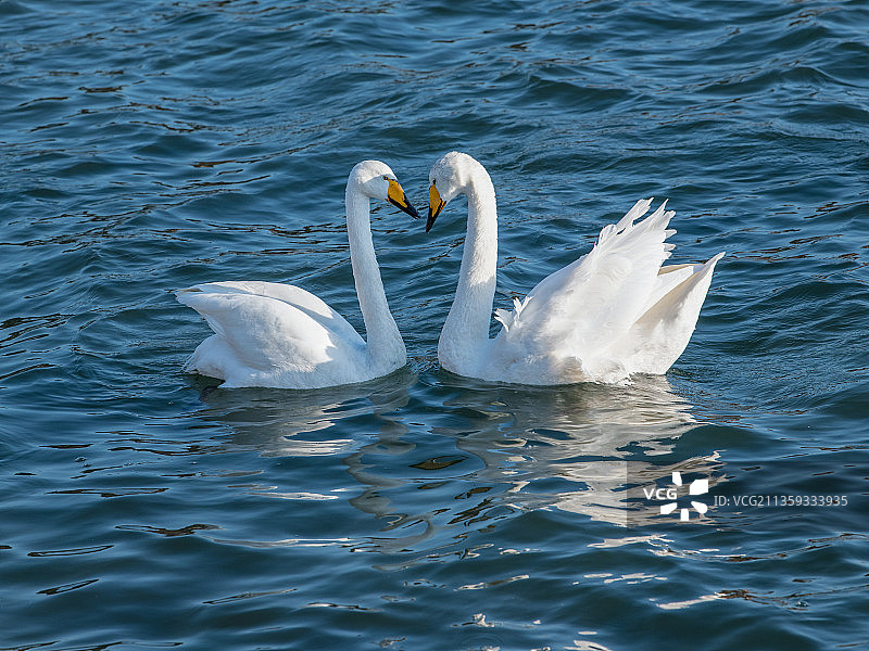 西伯利亚的大天鹅来荣成过冬了，爱情甜蜜图片素材