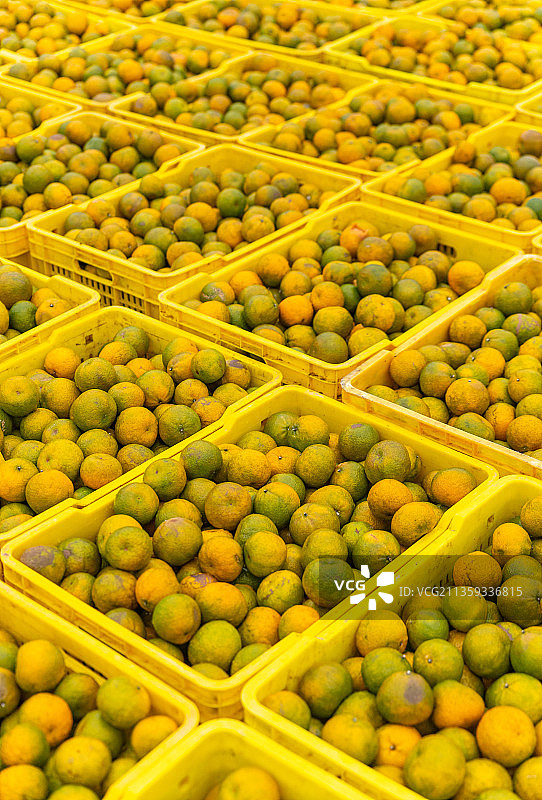 丰收的柑果图片素材