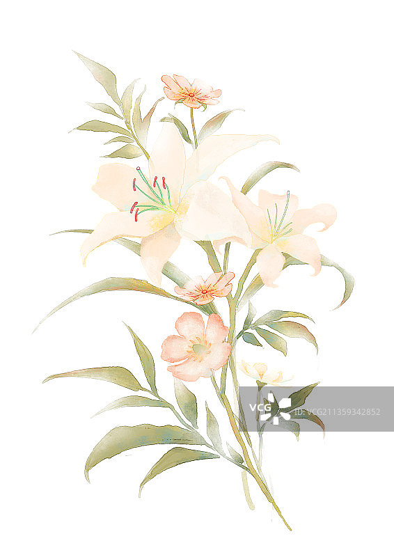 百合花图片素材
