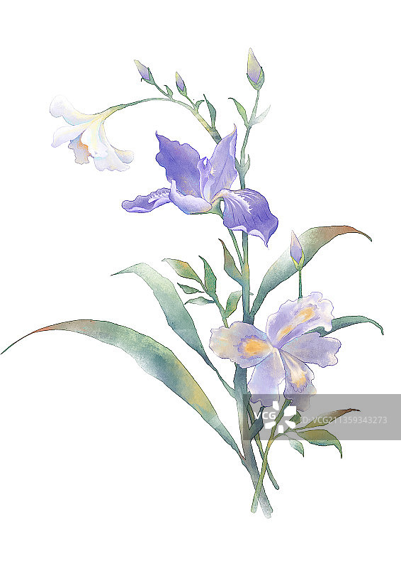 鸢尾花图片素材