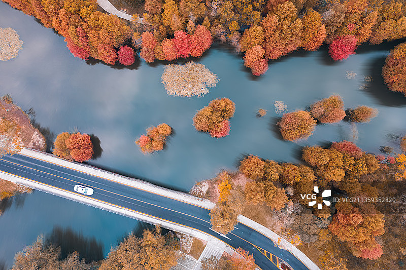 明孝陵燕雀湖水杉树图片素材
