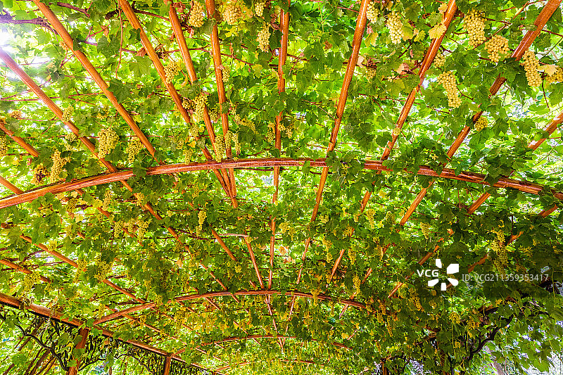 吐鲁番葡萄沟景区图片素材