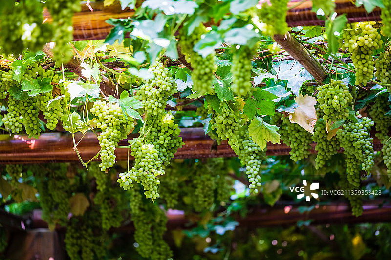 吐鲁番葡萄沟景区图片素材