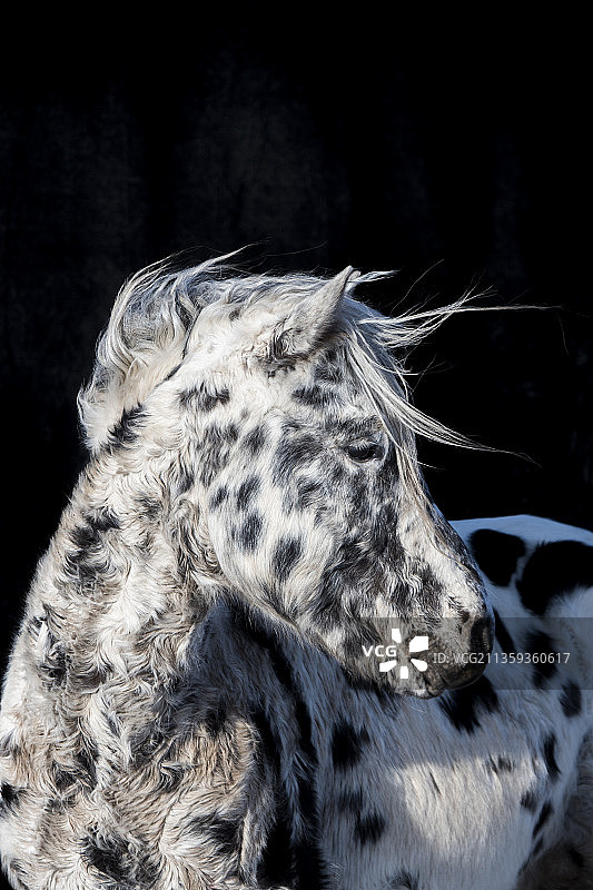 蒙古马宝马千里马马到成功图片素材