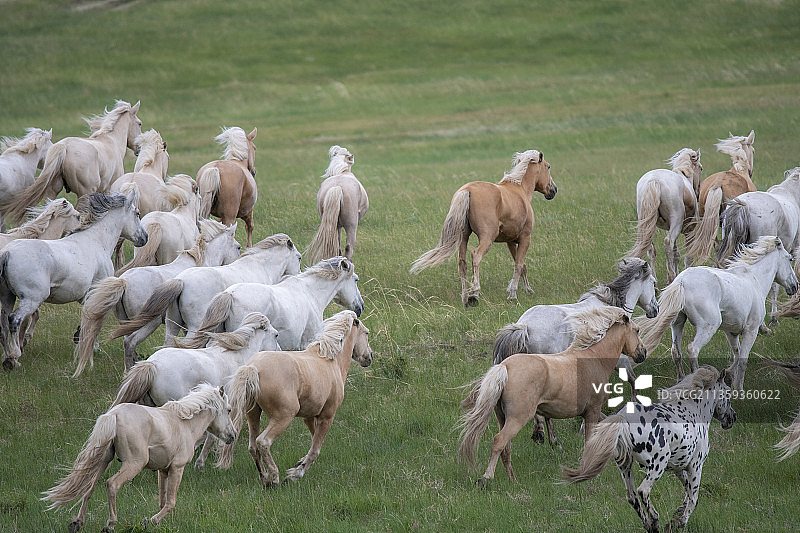 蒙古马宝马千里马马到成功图片素材