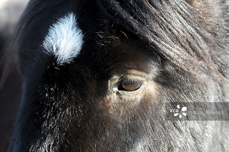 蒙古马宝马千里马马到成功图片素材