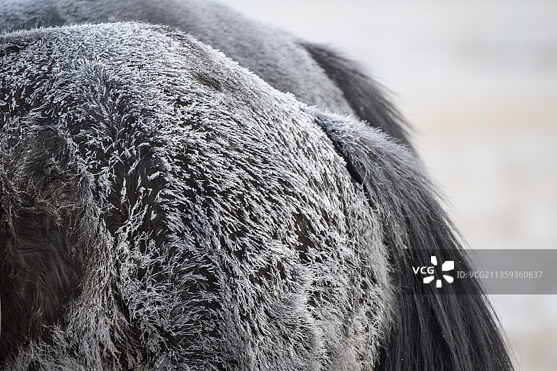 蒙古马宝马千里马马到成功图片素材